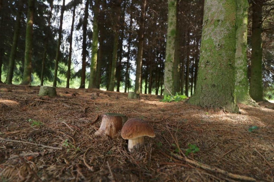 Dom Wakacyjny Z Ogromnym Ogrodem Вітошин Екстер'єр фото